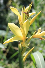 Canna glauca