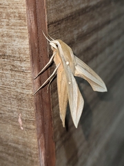 Xylophanes loelia