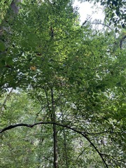 Carpinus caroliniana