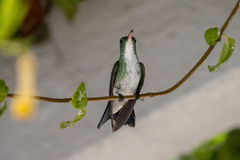 Chrysuronia leucogaster