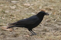 Corvus brachyrhynchos