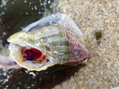 Agnewia tritoniformis