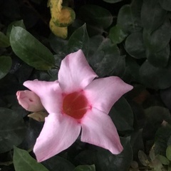 Mandevilla sanderi
