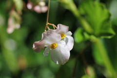 Begonia