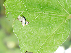 Eutelia adulatricoides