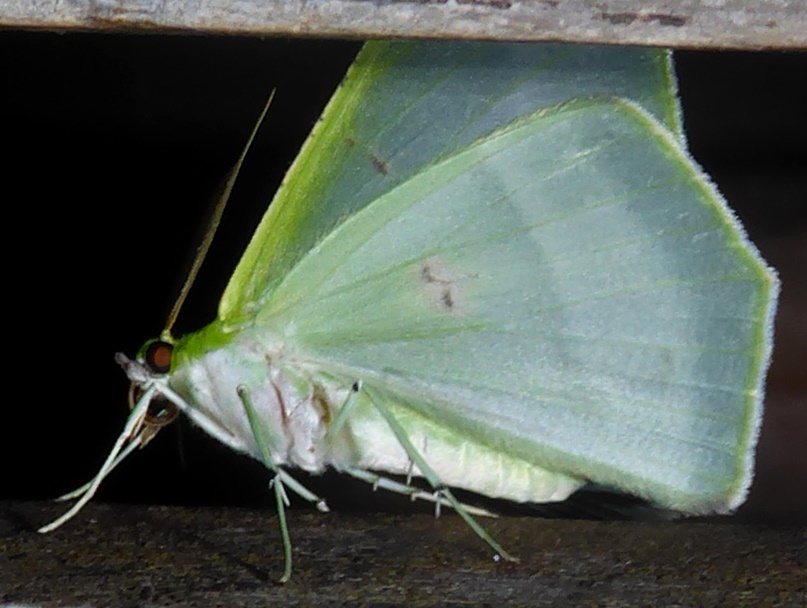Ornithospila esmeralda
