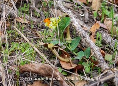 Aristolochia paucinervis