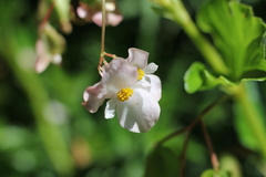 Begonia