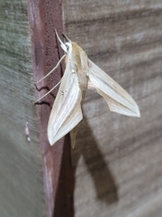 Xylophanes loelia