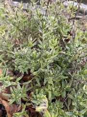 Lithodora fruticosa