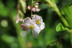 Begonia