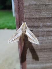 Xylophanes loelia