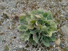 Heterotheca grandiflora