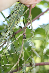 Eudiagogus episcopalis