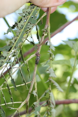Eudiagogus episcopalis