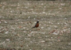 Turdus migratorius