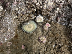 Anthopleura sola
