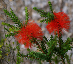 Melaleuca sparsa