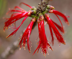 Melaleuca tuberosa