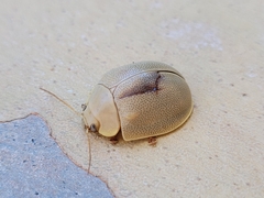 Paropsisterna crocata