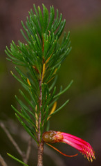 Melaleuca macrocarpa