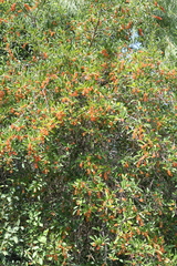 Citharexylum montevidense