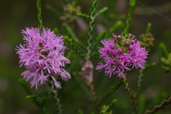 Melaleuca inops