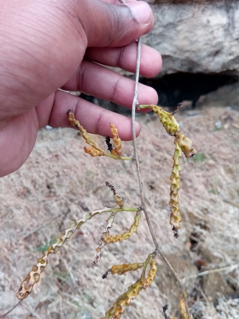 Basella leandriana