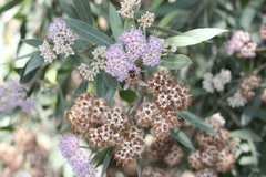 Tessaria integrifolia