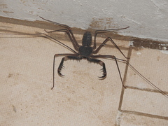 Acanthophrynus coronatus