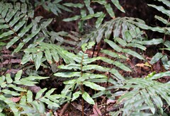 Blechnum wattsii