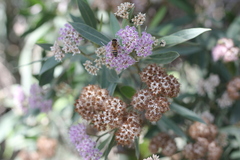 Tessaria integrifolia