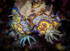 Goniobranchus kuniei