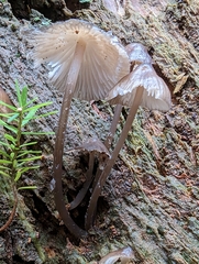 Mycena maculata