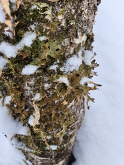Lobaria