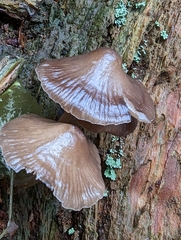 Mycena maculata