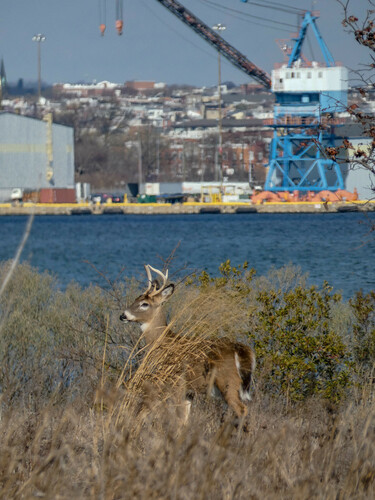 White-tailed Deer photographed in Maryland