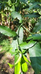 Tabernaemontana ventricosa