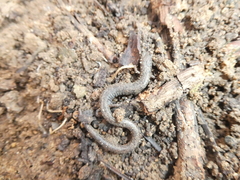 Batrachoseps major major