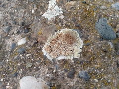 Protoparmeliopsis muralis