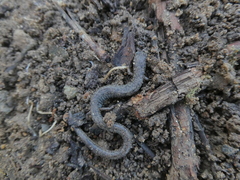 Batrachoseps major major