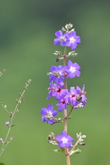 Pleroma heteromallum