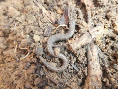 Batrachoseps major major