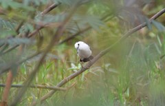 Fluvicola albiventer