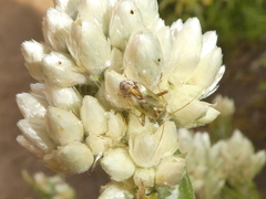 Taylorilygus apicalis