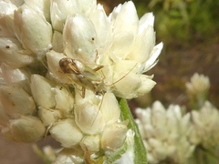 Taylorilygus apicalis