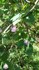 Dais cotinifolia