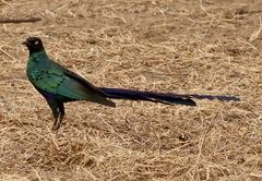 Lamprotornis caudatus