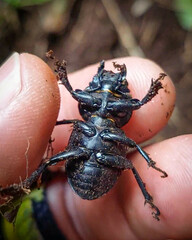 Apterodorcus bacchus