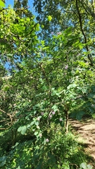 Dais cotinifolia